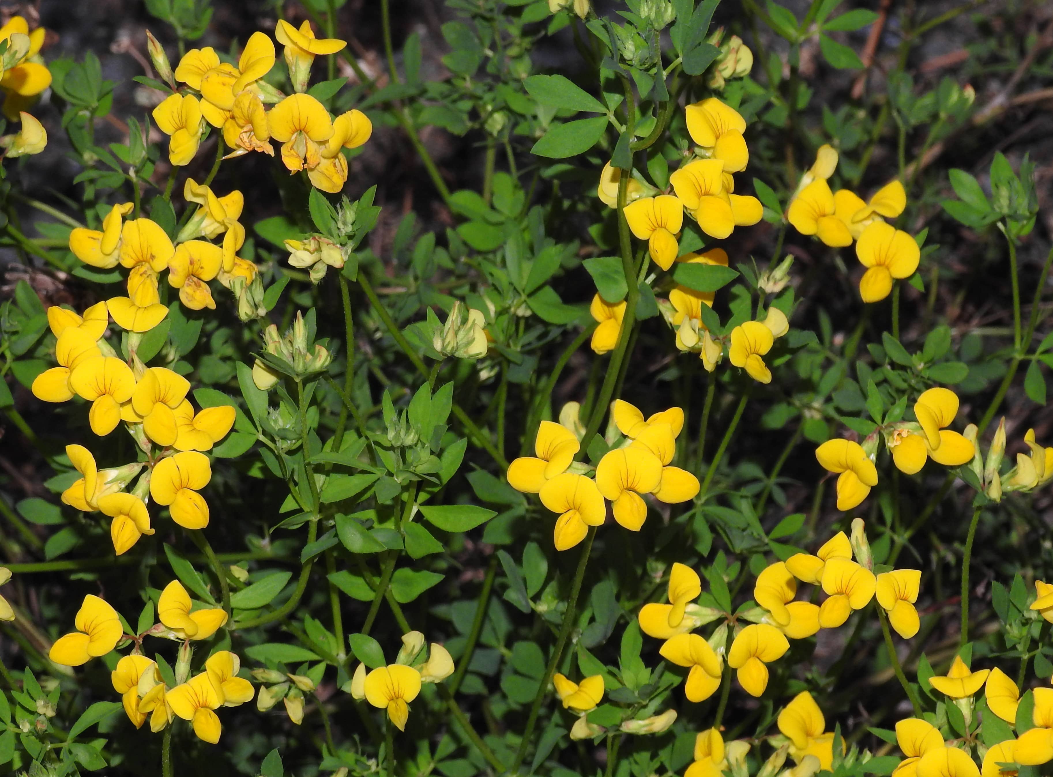 lotus corniculatus