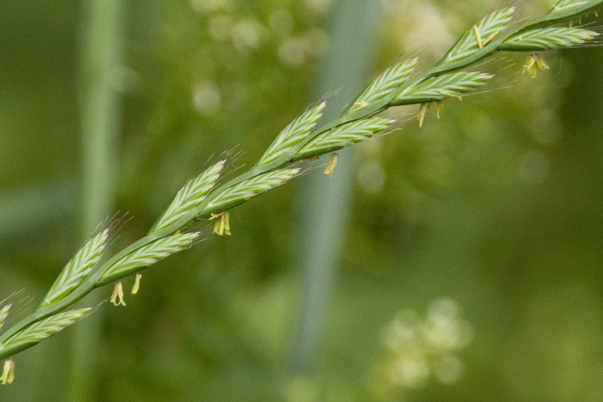 raigras anual diploide