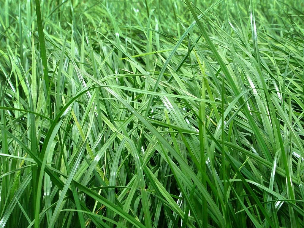 raigras perenne