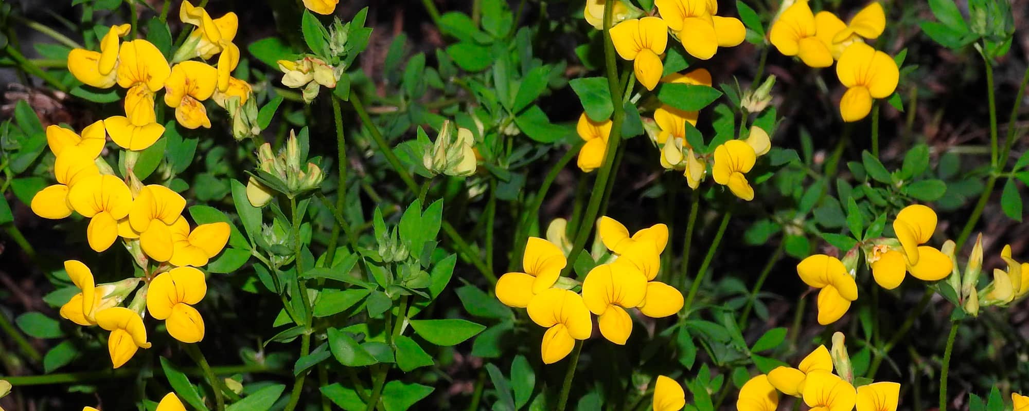 plantación leguminosas forrajeras, lotus corniculatus