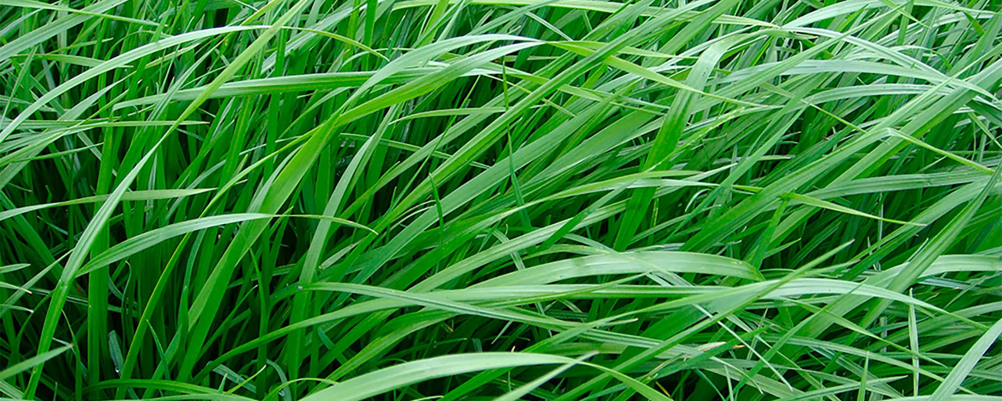 plantación gramíneas forrajeras, raigrás anual tetraploide