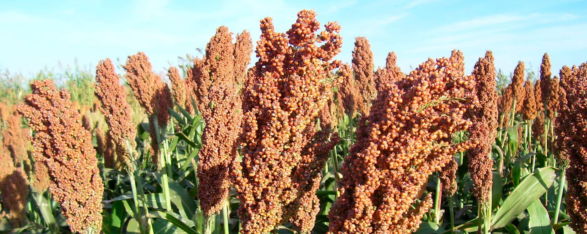 plantación de sorgos